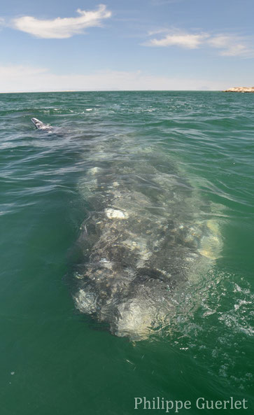 fiches animaux baleine grise