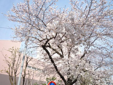 裏の公園の桜の画像