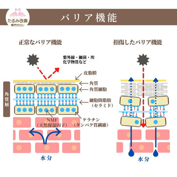 皮脂膜と保湿成分による肌のバリア機能