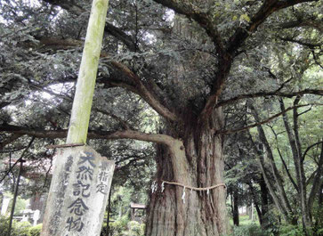 カヤの巨木(栃木県の遍照寺にて)