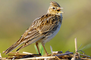 Die Feldlerche - Vogel des Jahres 2019 (Foto: NABU / MANFRED DELPHO)