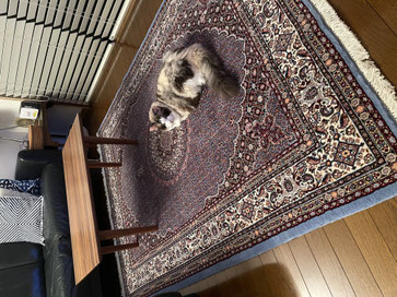 WOOL 150cmX200cmのご案内 - ペルシャ絨毯 キリム ペルシャン WOOL 150cmX200cmのご案内 - ペルシャ絨毯 キリム ペルシャン