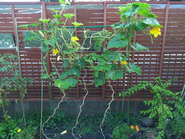 右端が雌花。雄花と比べてひと回りかふた回り大きいです。
