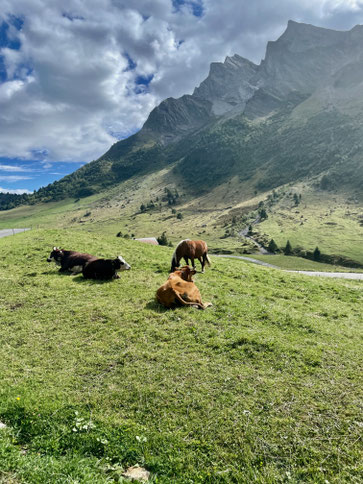 Alpine braune Kühe - ruhige Gesellen und an hohe Lagen gewöhnt