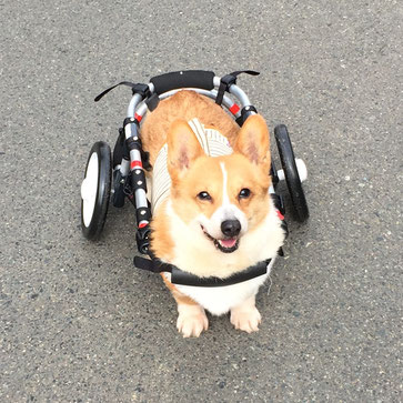 犬の車椅子　犬用車椅子　犬の車いす　犬用車いす　ドッグカート　歩行器　犬　車椅子　車いす　車イス