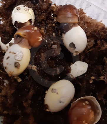 Eine Achatina fulica beim Schlupf. https://www.tinas-achatschnecken.de/