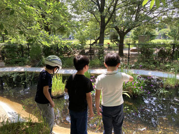 ビオトープには子どもたちも集まってきます