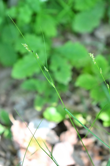 Carex remota; Waldrand bei Waldbronn-Etzenrot (G. Franke, 15.05.2025)
