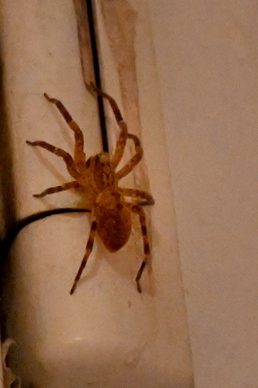 Nosferatu-Spinne - Zoropsis spnimana; Wohnhaus, Karlsbad-Spielberg (G. Franke, 08.12.2024)