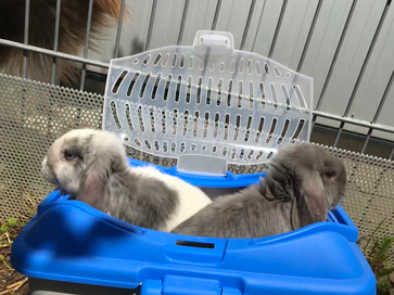 Pina Colada und Elsa bleiben brav in der Transport Box- wenn gemistet wird!