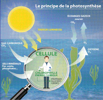 Infographie : JL Beaud avec S Szamos