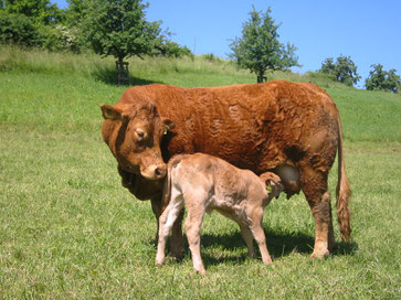 Natura-Beef Logo