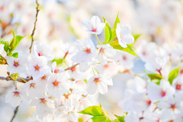 希望の桜