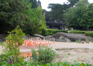 Der neue Flamingoteich im Tierpark Hagenbeck im Vordergrund – eine Million Euro investierte die Hamburger Sehenswürdigkeit in die Erneuerung. Foto: Christoph Schumann, 2026