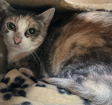 Zurückhaltende Katze Daisy May im Tierheim Flensburg möchte in ein liebevolles Zuhause mit Freigang ziehen