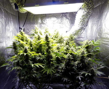 Der Lebenszyklus von Cannabis Pflanzen - Alle Wachstums-Stadien ...