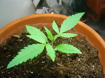 Hanfsämling, Cannabis Keimling ca. 2 Wochen  alt in Anzuchterde