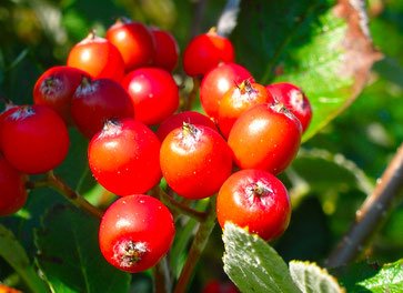 mehlbeere in blüte