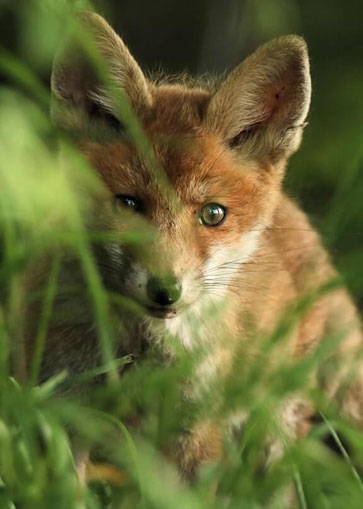 Ein noch ganz junger Fuchs guckt ängstlich aus dem Gebüsch, direkt in die Kamera