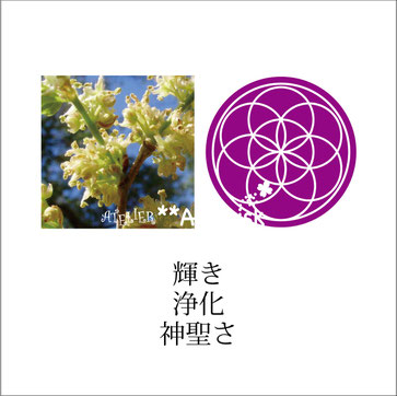 2019年のお助けミストはホワイトスティンクウッド