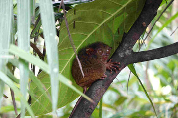 Die bis 15 cm großen Koboldmakis (Tarsiers) leben zahlreich auf Bohol und lassen sich im Tarsier-Reservat besichtigen.