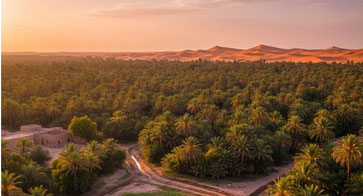 Oasis de Tozeur