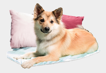 Islandhunde Von Vienna City Interessantes Aus Der Welt Der Rasse Islandhunde