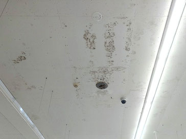 カビ取り前の天井