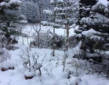 冬には庭が雪化粧されます