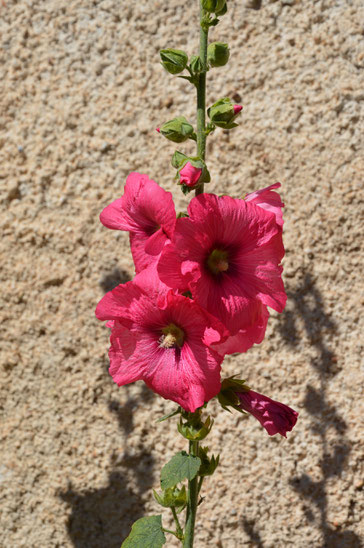 roses trémiaires au Revest du Bion