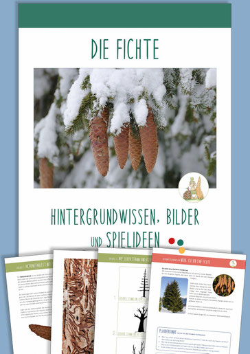 Digitales Materialpaket: Die FICHTE entdecken mit Kindern