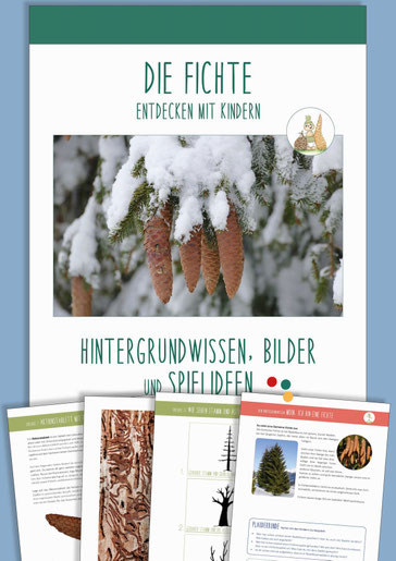 Digitales Materialpaket: Die FICHTE entdecken mit Kindern