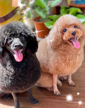 犬美容室なら岐阜県のカノン