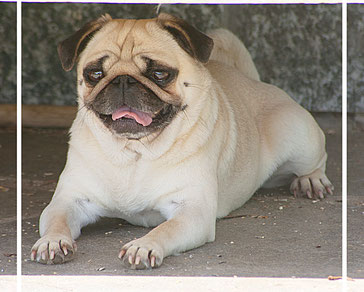 why were pugs bred with snouts about us hobby zucht quot vom meran des bayerischen waldes quot why were pugs bred with snouts about us hobby zucht quot vom meran des bayerischen waldes quot