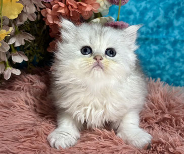 ミヌエット　仔猫　販売　京都　長毛