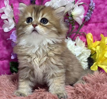 ミヌエット　仔猫　販売　京都　長毛