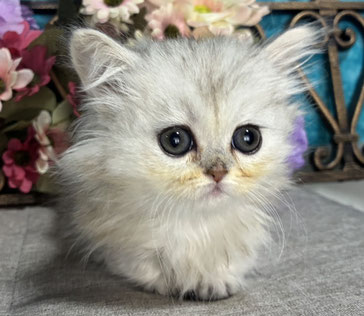 ミヌエット　仔猫　販売　京都　長毛
