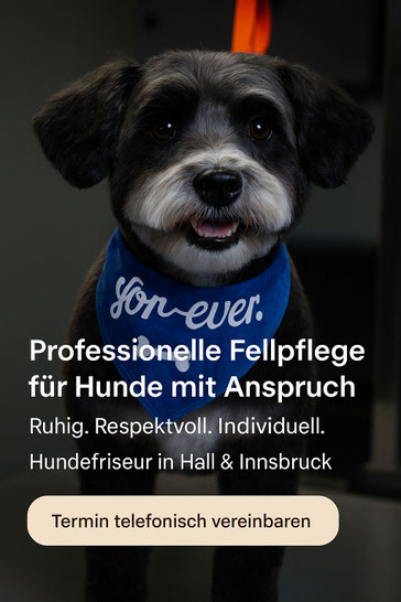 Die richtige Wahl des Hundefriseurs ist Vertrauenssache