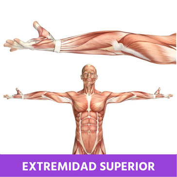 cuerpo humano extremidad superior