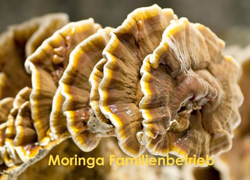 Reishi Ling Zhi Pilz