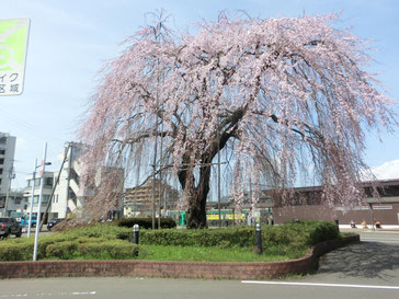 愛子駅前の枝垂桜
