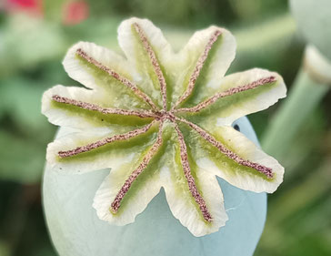 Visionssuche Luzern, Schweiz