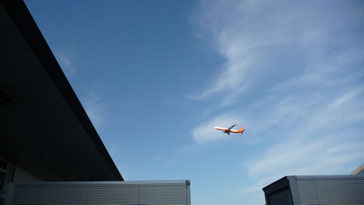 福岡空港にインコとヒメウズラをお迎えに行きました