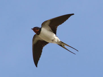 Foto: Hans-Werner Neumann/NABU-naturgucker.de