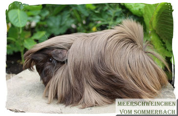 Milka vom Sommerbach