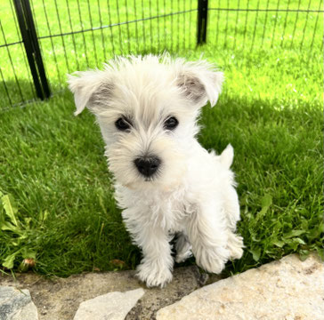 Hochwertiges Hundefutter und hochwertiges Katzenfutter kaufen