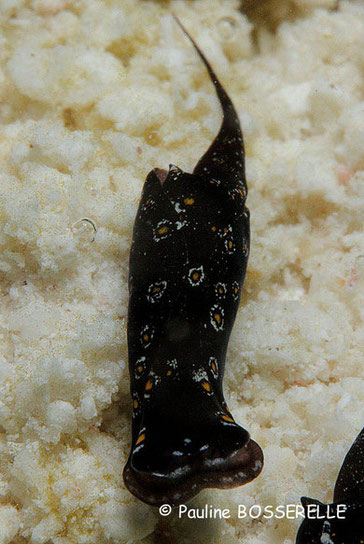 Taille< 1 cm  Pf1m  Site: Tetiaroa Motu Onetahi