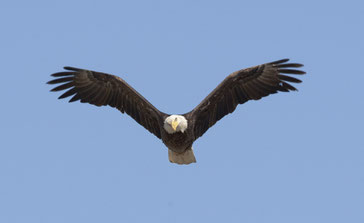 L'aigle est un attribut de Dieu L'aigle plane au zénith et annonce 3 fois le malheur pour la terre. Apocalypse