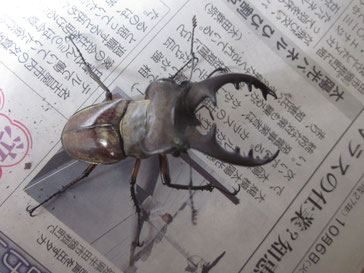 クワガタ採集 とり方 昆虫の捕まえ方 育て方 図鑑 クワガタ採集 とり方 昆虫の捕まえ方 育て方 図鑑