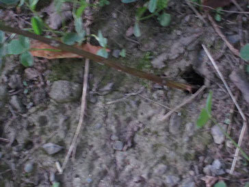 セミの幼虫の捕まえ方 昆虫の捕まえ方 育て方 図鑑 セミの幼虫の捕まえ方 昆虫の捕まえ方 育て方 図鑑